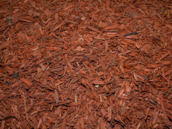 Forever Red ground cover