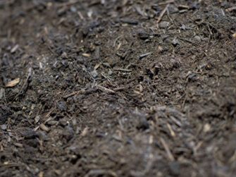 Forest Mulch