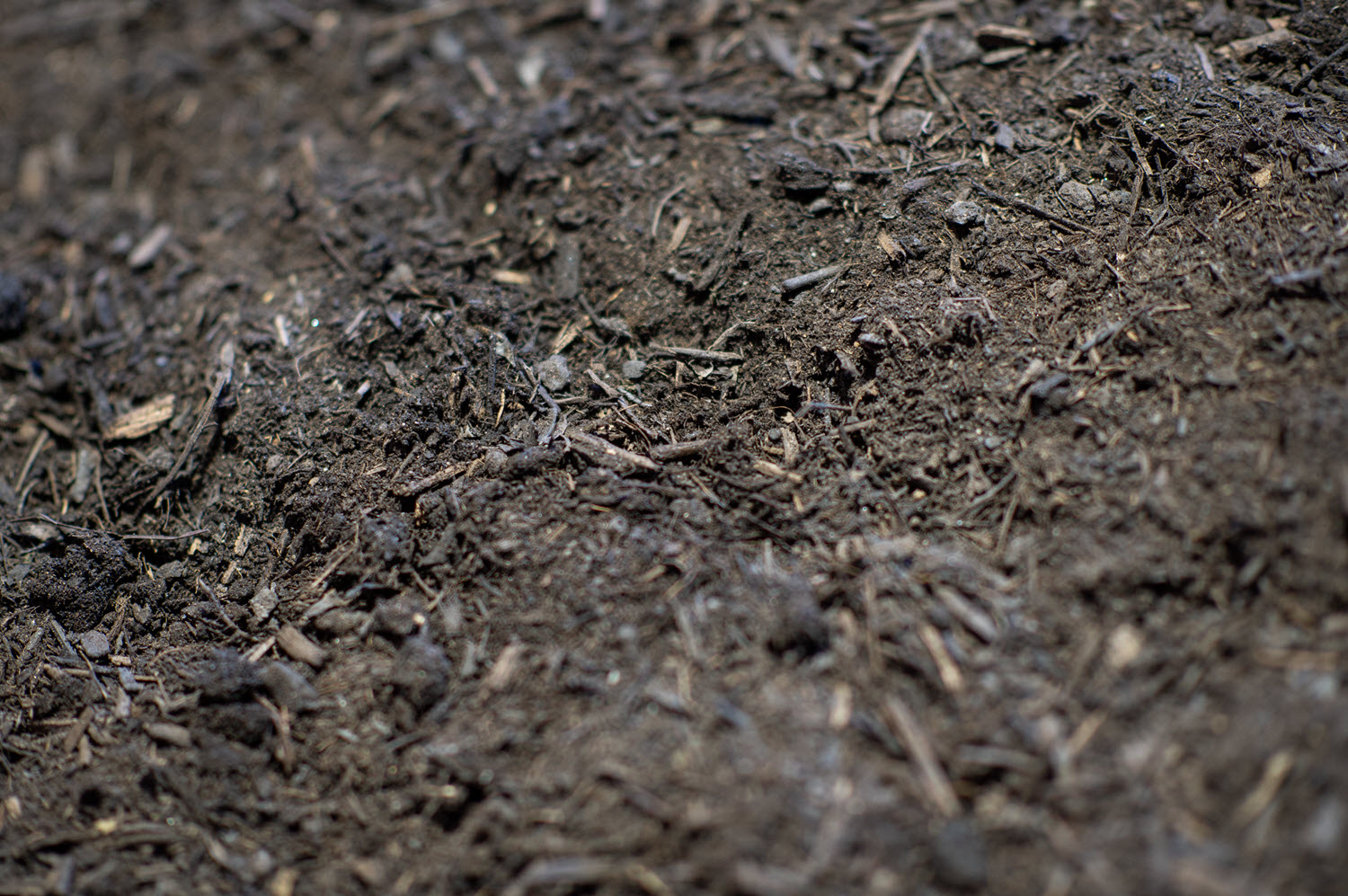 Forest Mulch