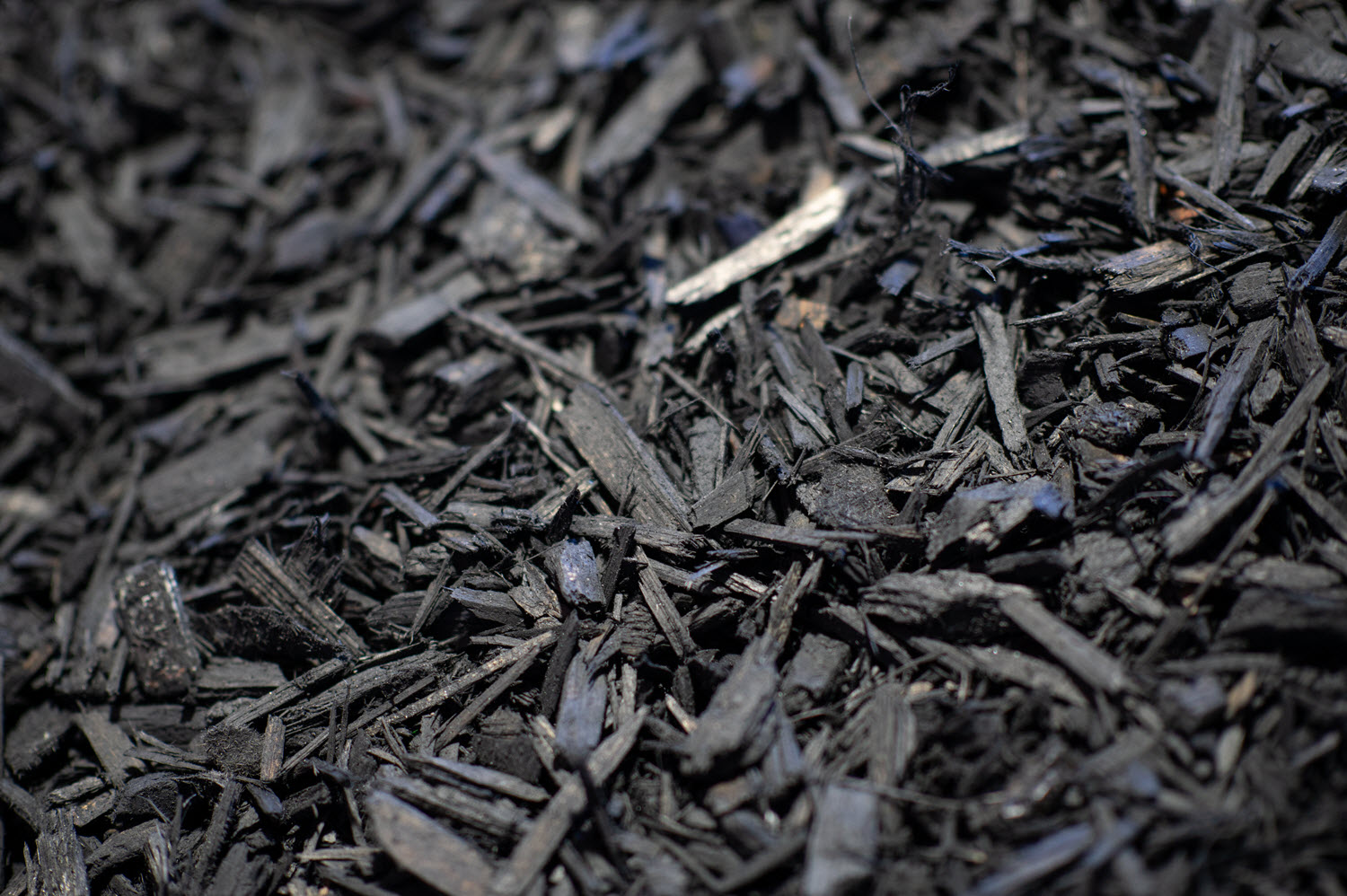 Forever Black ground cover