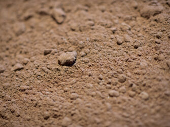 Buttrose Sandy Loam