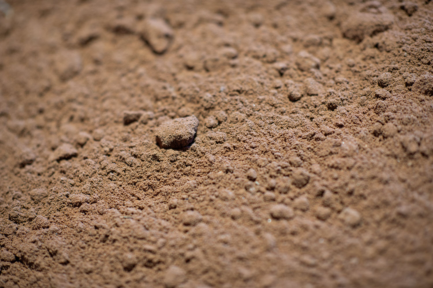 Buttrose Sandy Loam