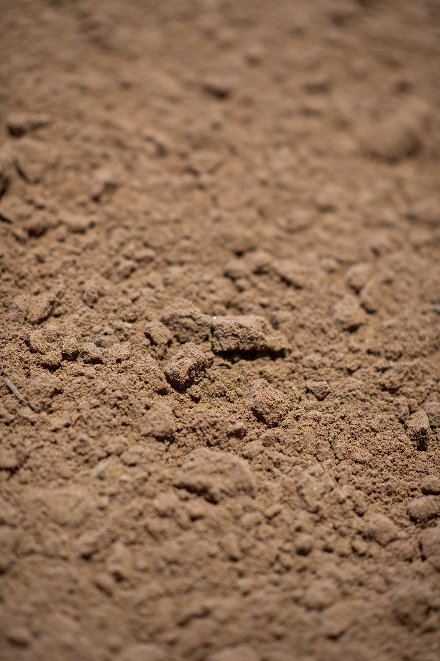 Buttrose Sandy Loam