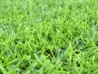 Kikuyu Grass