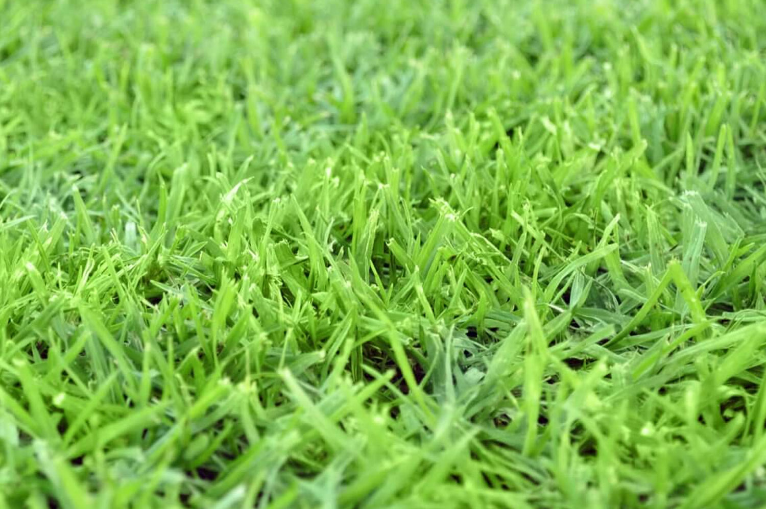 Kikuyu Grass